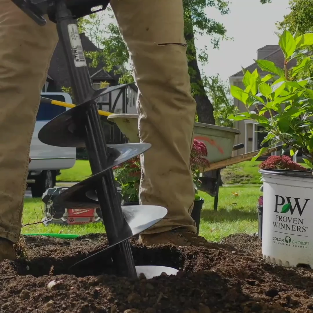 Augering a planting hole beside a container-grown shrub